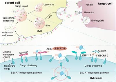 Biological Roles and Clinical Significance of Exosome-Derived Noncoding RNAs in Bladder Cancer